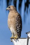 Cooper’s hawk.jpg