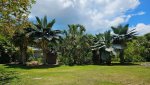 Cuban wax palms in Key West.jpg
