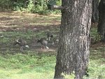 Turkeys.jpg