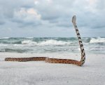 Corn Snake Enjoying the Salty Air.jpg