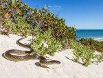 Mulga - King Brown Snake (Pseudechis australis).jpg