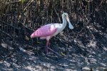 Roseate Spoonbill.jpg