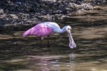 Roseate Spoonbill2.jpg