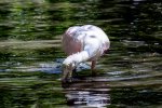 Roseate Spoonbill3.jpg