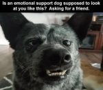 ESDog.jpg