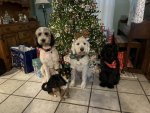IMG_7985.jpeg