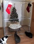 cats.jpg