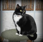 sookie.jpg