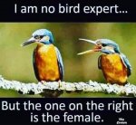 female.jpg