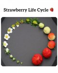 strawberry.jpg