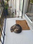 furseal.jpg