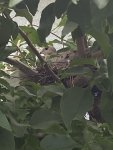 IMG_3775.JPEG