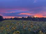 IMG_2281.jpeg