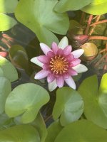 IMG_7225 (1).JPEG
