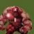 Bamaman_1