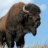 CrimsonBlackHills